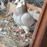 کفتر پرش نقش