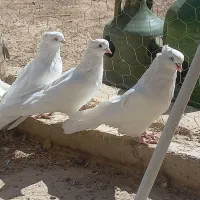 دو جفت کبوتر سفید چش زرد یک جفت چش سیاه|پرنده|معصومیه, |دیوار