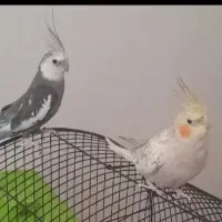 یک جفت عروس هلندی زیبا و شیطون