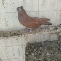 کبوتر رنگی|پرنده|اهواز, بهارستان|دیوار