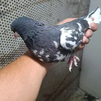 نروماده شهری راست سیاه گل سرخ یال قهوه ای گل زرد|پرنده|شیراز, میانرود|دیوار
