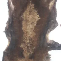 زیر انداز پوستی|روفرشی|خرمآباد, |دیوار