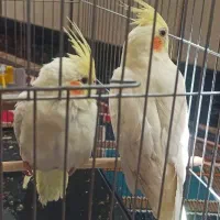 عروس هلندی