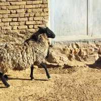 شیشک قوچ رومانوف اصل برزی بره نژاد رومانوف اصل