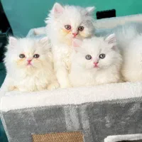 بریتیش لانگهر