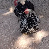 مرغ وخروس فرتزئینی|حیوانات مزرعه|تربتحیدریه, داروپخش|دیوار