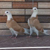 جوجه پرشی شازده زرد سیاه سبز ابلق پشتدار