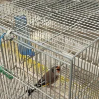 سهره قرص مست داغسر