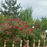 اجاره روزانه ویلاباغ۳۰۰متری رشت مجردخانواده سوییت|اجارهٔ کوتاهمدت ویلا و باغ|رشت, حومه رشت|دیوار