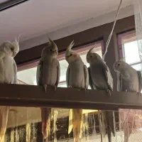 فروش عروس هلندی