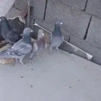 کفتر مسافتی آس