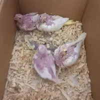 جوجه عروس هلندی