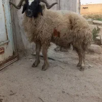 قوچی یا خروف یا گوسفند بره|حیوانات مزرعه|کارون, |دیوار