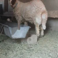 بره قوچی سنجابی