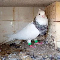 فولادی خال سرکه ای زیبا