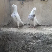 کفتر کبوتر طوقی نهاوند|پرنده|همدان, |دیوار