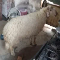 بره پر گوشت وسالم مخصوص نذری|حیوانات مزرعه|باوی, |دیوار