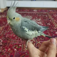 عروس هلندی