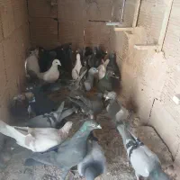 ۳۰ عدد کفتر پرشی...|پرنده|سبزوار, قائم|دیوار