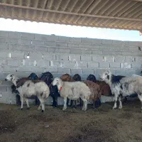 گوسفند شیشک آبستن و قوچ