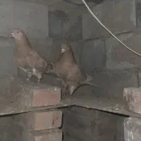 جفت کبوتر زرد پرشی|پرنده|نقده, |دیوار