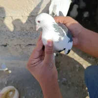 کبوتر|پرنده|پارسآباد, |دیوار