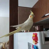 عروس هلندی ماده