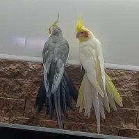 یک جفت عروس هلندی مولد