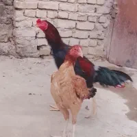 خ ر. و س و ماکیان|حیوانات مزرعه|سراوان, |دیوار