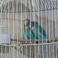 طوطی برزیلی جفت