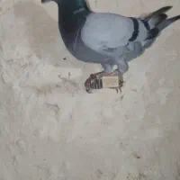 کبوتر|پرنده|مشکان, |دیوار