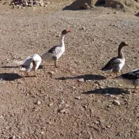 ۱۲ تا دونه غاز جوجه امسال