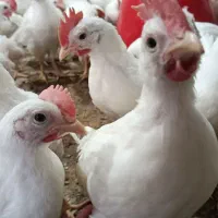 فروش مرغ و خروس گوشتی زنده.وزن ۶۰۰ گرم