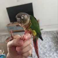 یک جفت طوطی گرینچیک|پرنده|فردیس, فردیس|دیوار