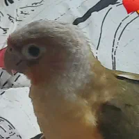گرینچیک گمشده
