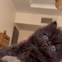 توله پرشین اسکاتیش مشکی