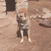 سگ کانگال|سگ|ورزقان, |دیوار