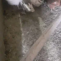 قازمحلی