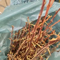 نهال زرشک بیدانه قائنات|خدمات باغبانی و درختکاری|گناباد, |دیوار