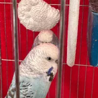 دوعدد مرغ عشق انگلیسی