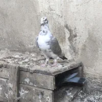 بزک سینه سفید|پرنده|شیراز, آبیاری|دیوار