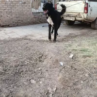 حیوانات