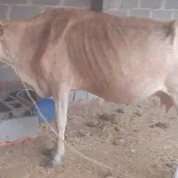 گاو ماده