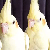 پرنده عروس هلندی