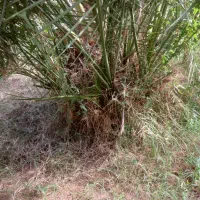 فروش جنگ مضافتی|گل و گیاه طبیعی|بم, |دیوار