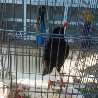 پرنده گم شده