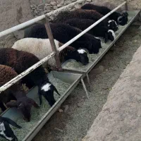 بره ی نر چاق