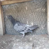 کبوتر جوجه سبز پولکی آلمانی ۲ پره|پرنده|مشهد, موسوی قوچانی|دیوار