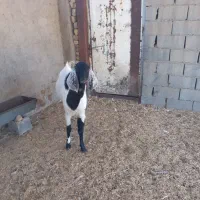 نر بز