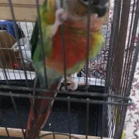 طوطی گیرینچیک نر و ماده سخنگو|پرنده|اسلامشهر, مظفریه|دیوار